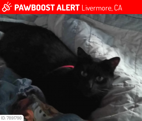 Lost Male Cat last seen Madeira way and Duke Way Livermore, Livermore, CA 94550