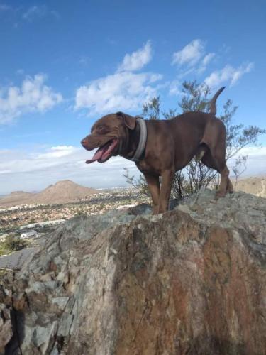 Lost Male Dog last seen Cave Creek & Sweetwater, Phoenix, AZ 85022