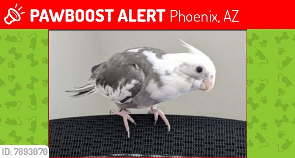 Lost Unknown Bird last seen Near E Aire Libre Ave, Phoenix, AZ-85022, Phoenix, AZ 85032