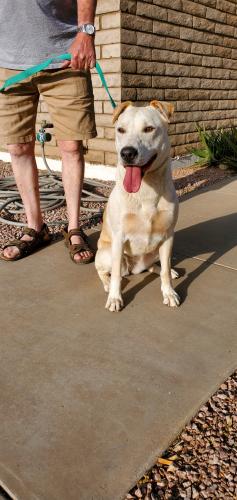 Found/Stray Unknown Dog last seen E Enrose St/ N Gaylord Cir, Mesa, AZ 85213