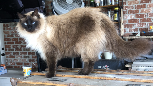 Lost Male Cat last seen Luke’s Auto Shop, Lafayette, LA 70503