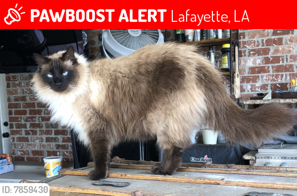 Lost Male Cat last seen Luke’s Auto Shop, Lafayette, LA 70503