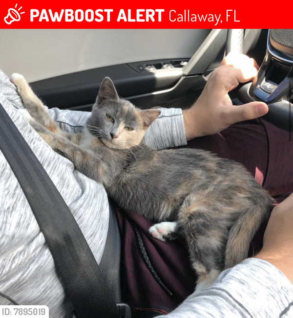 Lost Female Cat in Callaway, FL 32404 Named Alectrona (ID: 7895019 ...