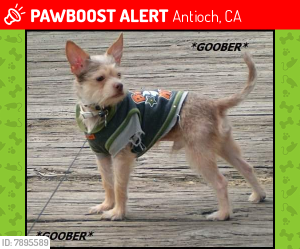 Lost Male Dog last seen 7th st antioch California , Antioch, CA 94509