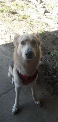 Lost Male Dog last seen Trimble & Montague, San Jose, CA 95131