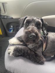 Lost Male Dog last seen Prospect Ave, San Gabriel, CA 91776