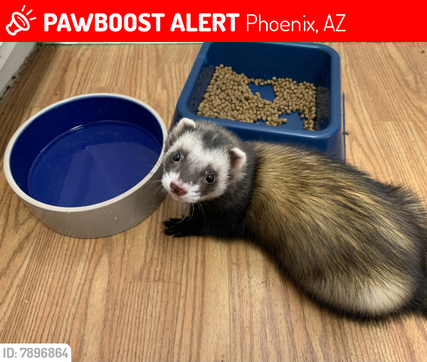 Lost Male Ferret last seen Bell Rd/14th St, Phoenix, AZ 85022