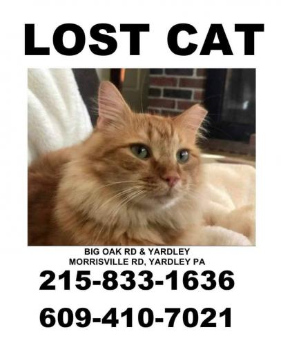 Lost Male Cat last seen Big Oak and Yardley Morrisville , Morrisville, PA 19067