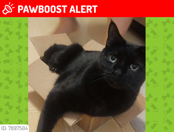 Lost Male Cat last seen Green Valley Rd. NW between Guadalupe Tr. and 4th St. (near 4th/ Osuna), Los Ranchos de Albuquerque, NM 87107