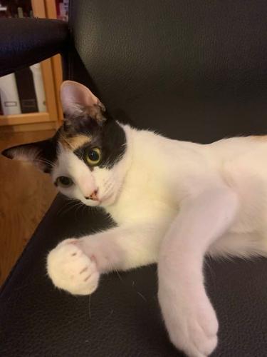 Lost Female Cat last seen Taji ct Herndon , Fairfax County, VA 20170