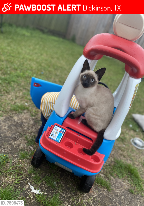 Lost Female Cat last seen Diamond Bay, Dickinson, TX 77539