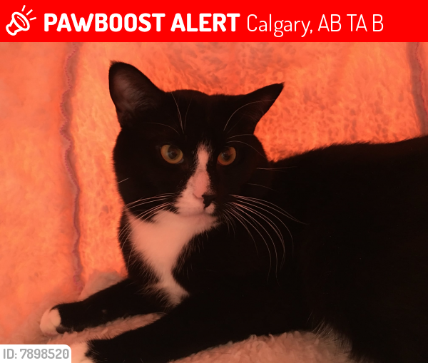 Lost Male Cat last seen Hamptons blvd NW, Calgary, AB T3A 5B9