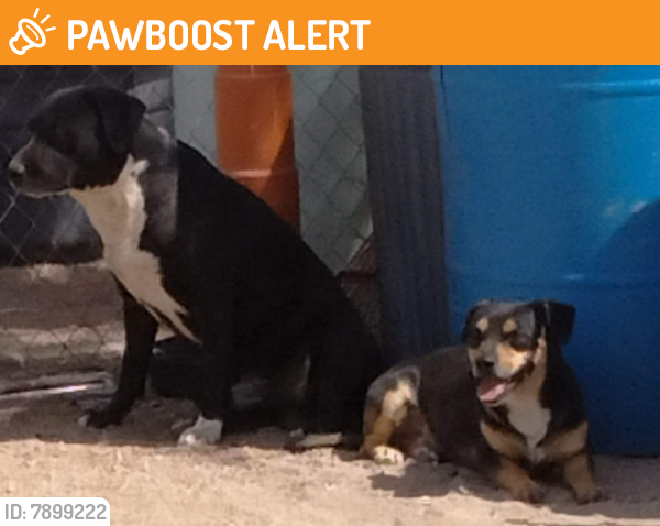 Surrendered Male Dog last seen Ironwood and ApacheTrail, Apache Junction, AZ 85220
