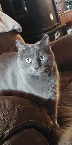 Lost Male Cat last seen Jacoby Rd, Akron, OH 44321