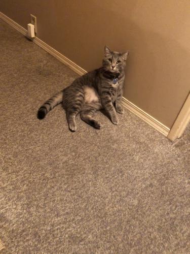 Lost Male Cat last seen Birthplace forest, Calgary, AB T3B 3E6