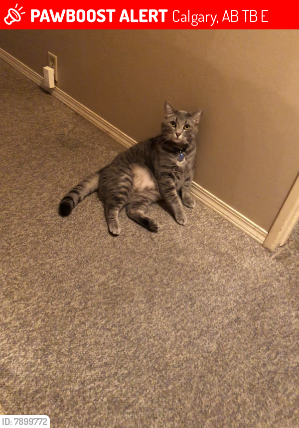 Lost Male Cat last seen Birthplace forest, Calgary, AB T3B 3E6