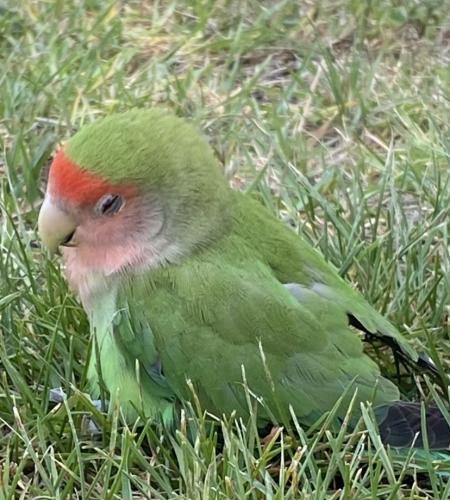 Lost Male Bird last seen Main and 5th street , Alhambra, CA 91801