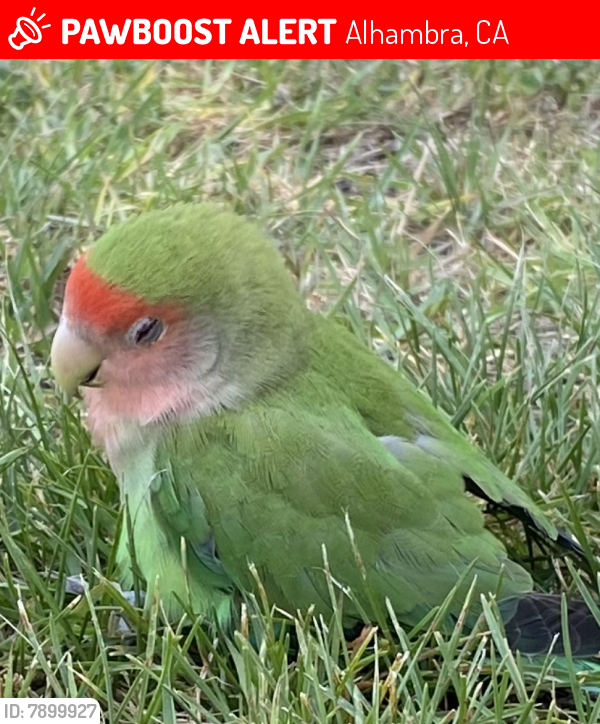 Deceased Male Bird last seen Main and 5th street , Alhambra, CA 91801