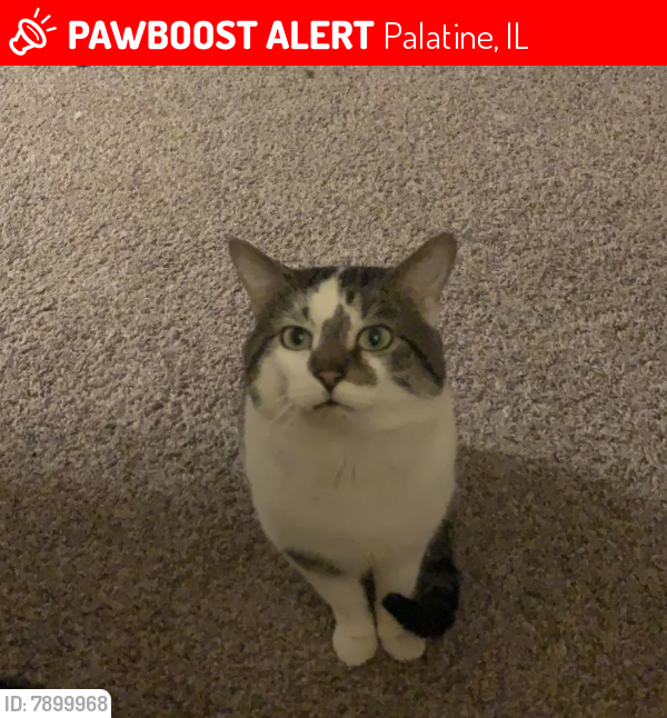 Lost Male Cat last seen Countryside Dr, Palatine, IL 60067