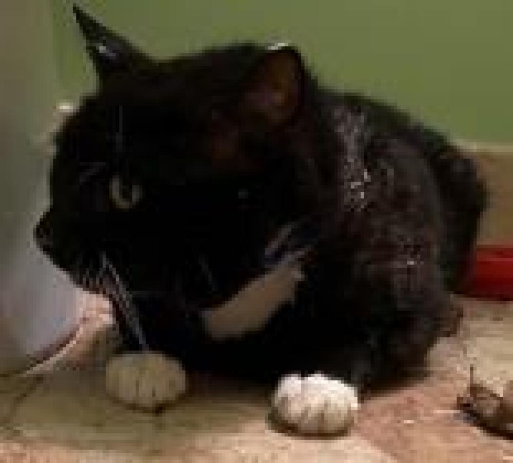 Shelter Stray Male Cat last seen Fairfax County, VA , Fairfax, VA 22032