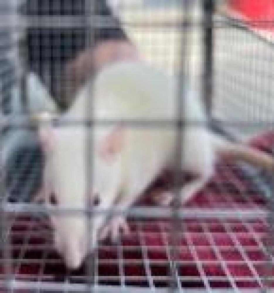 Shelter Stray Female Rat last seen Fairfax County, VA , Fairfax, VA 22032