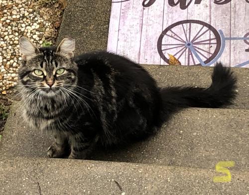 Lost Female Cat last seen Near Roselawn Drive, Rochester, MI 48307