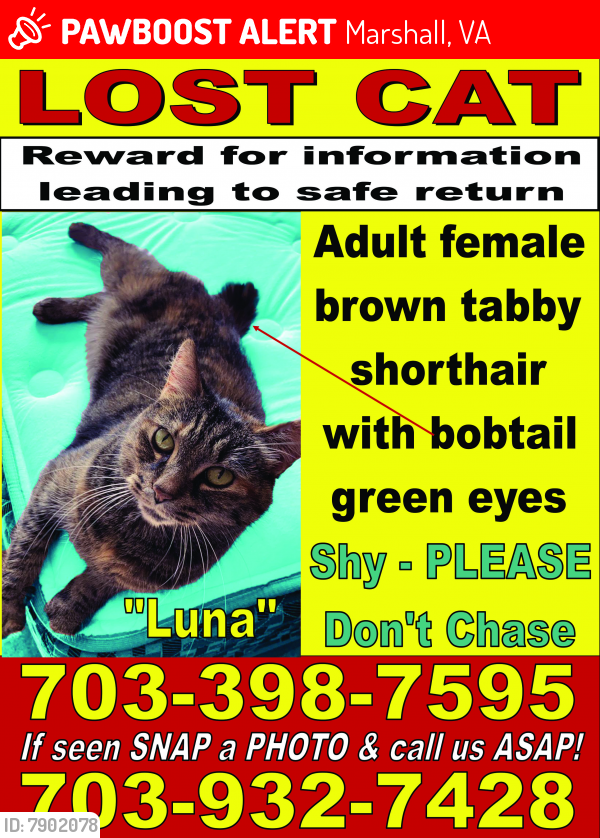 Lost Female Cat last seen crest hill rd marshall va, Marshall, VA 20115