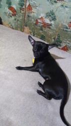 Lost Male Dog last seen NE Sumner str and 13th streets , Portland, OR 97211