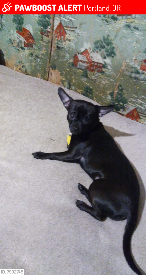 Lost Male Dog last seen NE Sumner str and 13th streets , Portland, OR 97211