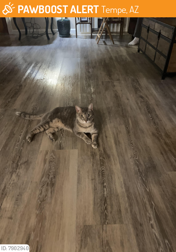 Found/Stray Female Cat last seen Hardy and Yale Dr Tempe, Tempe, AZ 85283