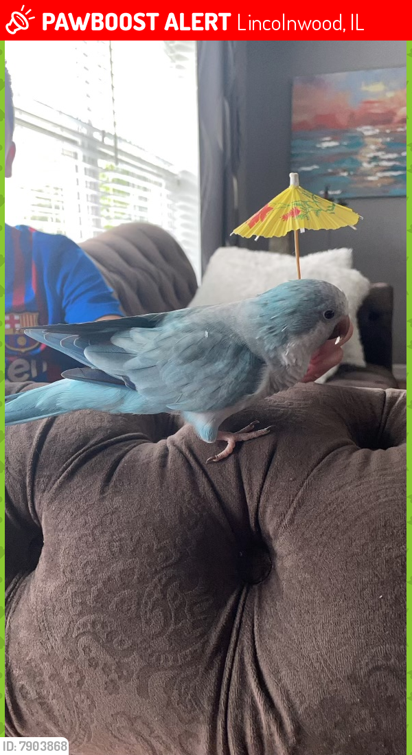 Lost Male Bird last seen Lincoln And Avers , Lincolnwood, IL 60712