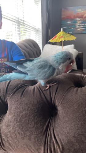 Lost Male Bird last seen Lincoln And Avers , Lincolnwood, IL 60712