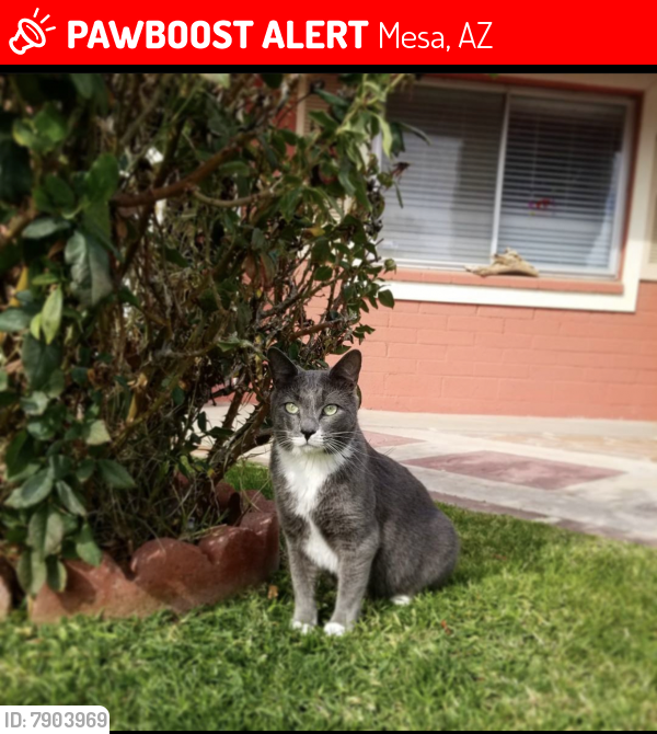 Lost Male Cat last seen 46th and Princess, Mesa, AZ 85205