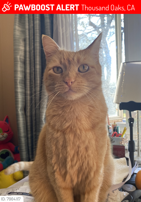 Lost Male Cat last seen Calle pensamiento, Thousand Oaks, CA 91360