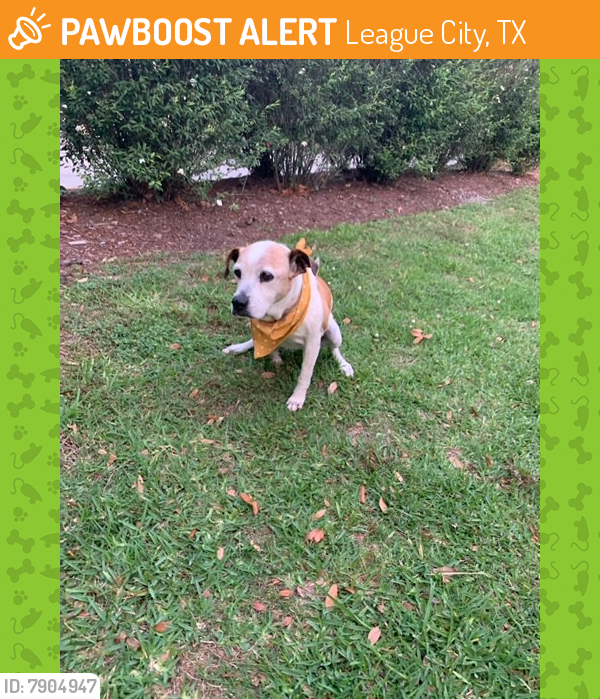 Found/Stray Female Dog last seen Highway 96 and Egret Bay Blvd, League City, TX 77573