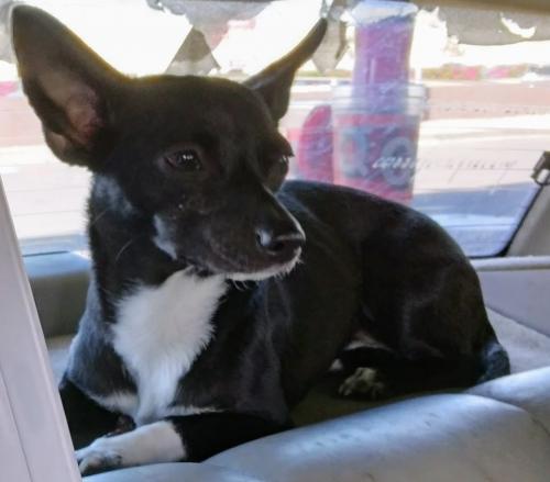 Lost Female Dog last seen N. 12th Ave & W. Bethany Home Rd., Phoenix, AZ 85013
