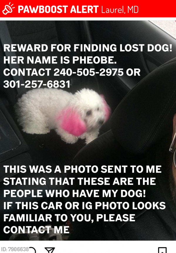 Lost Female Dog last seen Baltimore ave , Laurel, MD 20707