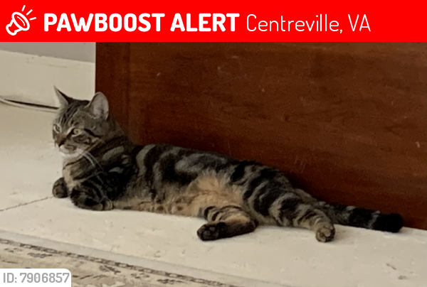 Lost Male Cat last seen Near Smithfield Place, Centreville, VA 20120