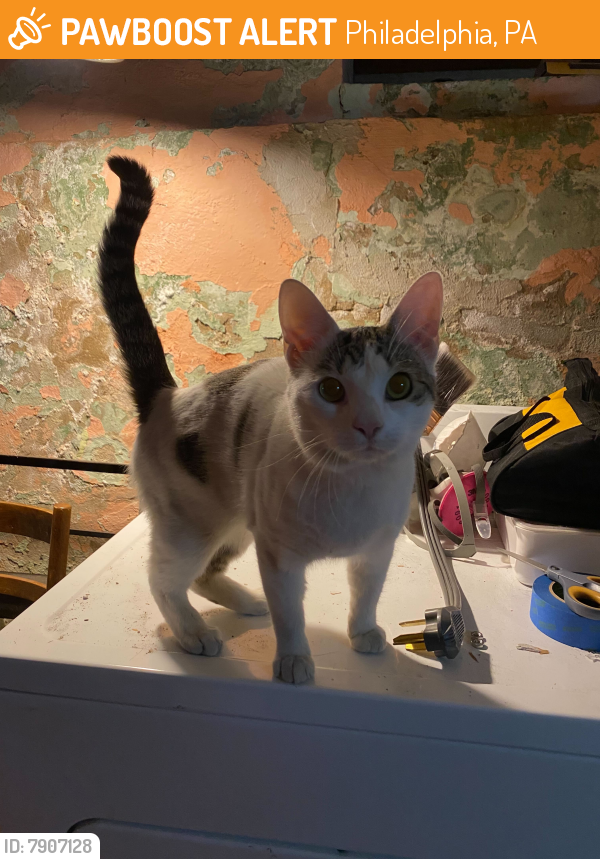 Surrendered Cat in Philadelphia, PA 19145 (ID 7907128) PawBoost