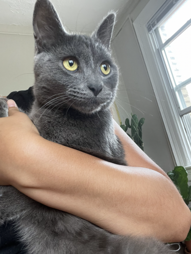 Found/Stray Male Cat last seen 13th St. and Taylor St. , Washington, DC 20011