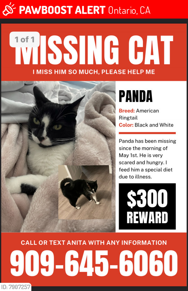 Lost Male Cat last seen Milliken , Ontario, CA 91764