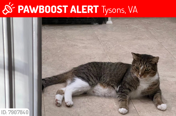 Lost Male Cat last seen Wolftrap Ct, Vienna, VA, Tysons, VA 22182
