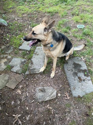 Found/Stray Female Dog last seen Roosevelt & Tuckahoe, Falls Church, VA 22046