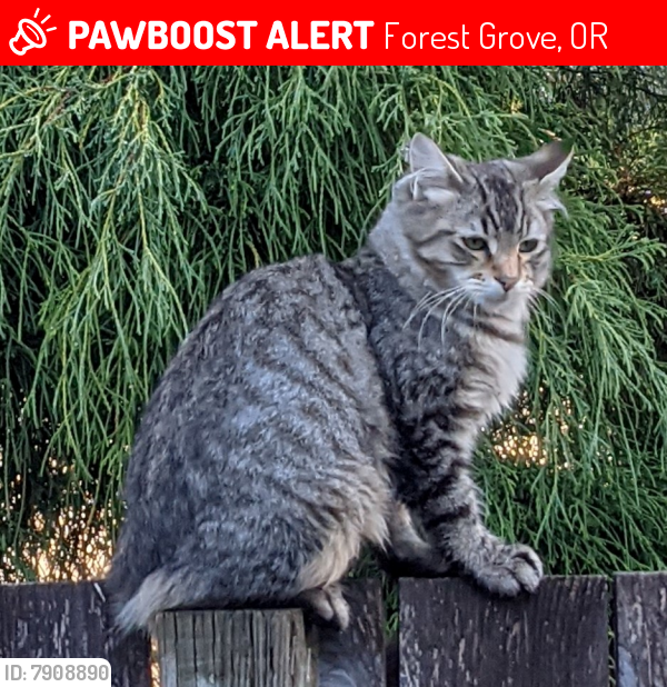 Lost Male Cat last seen Ballad Place and Ballad Way, Forest Grove, OR 97116