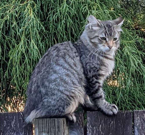 Lost Male Cat last seen Ballad Place and Ballad Way, Forest Grove, OR 97116
