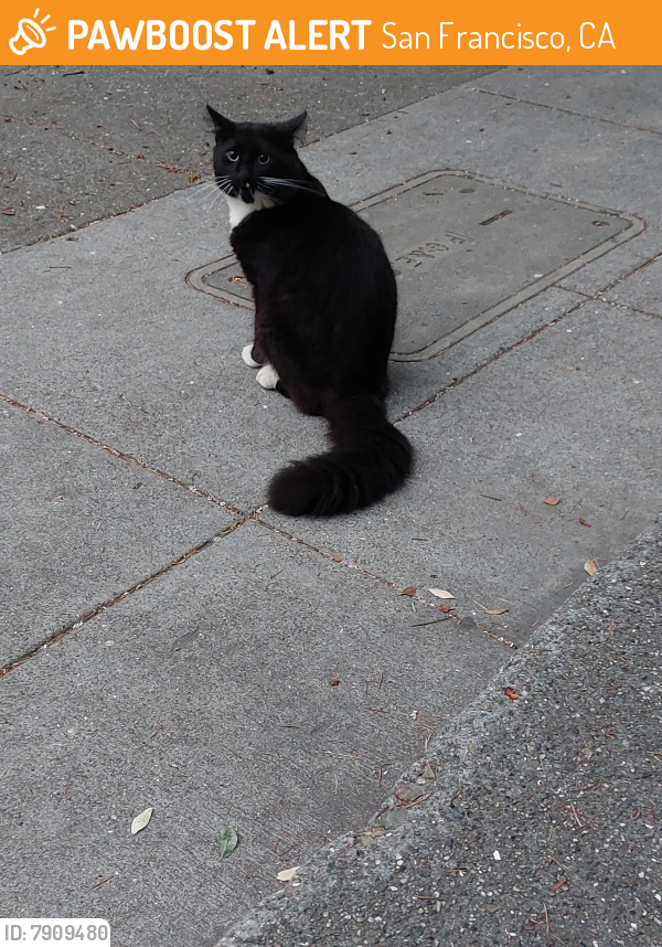 Found/Stray Male Cat last seen Near th Street, San Francisco, CA 94110