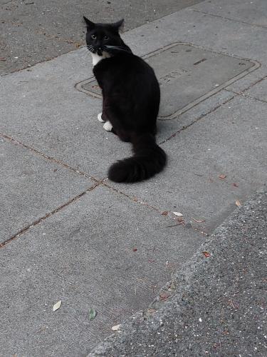 Found/Stray Male Cat last seen Near th Street, San Francisco, CA 94110
