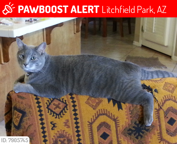 Lost Male Cat last seen Villa Nueva Drive and Bird Lane, Old Litchfield Park, Litchfield Park, AZ 85340