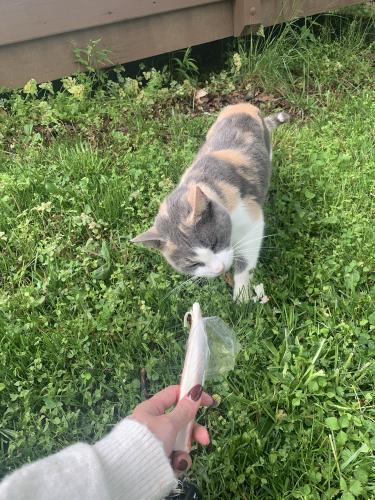 Found/Stray Female Cat last seen Herndon Elementary School, Herndon, VA 20170