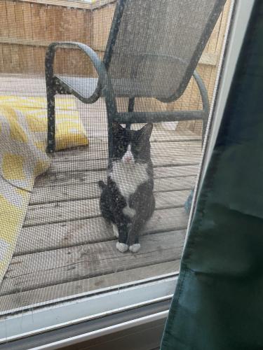 Found/Stray Unknown Cat last seen Glamorgan Manor, Calgary, AB T3E